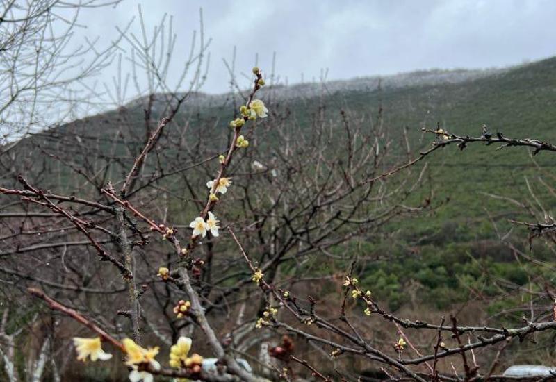 Japanska šljiva - Proljeće u siječnju - procvjetalo u Mostaru